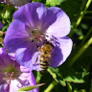 Meet your Posher, Garrett